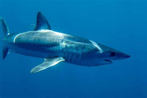 15 Examples of Cartilaginous Fish (With Pictures).